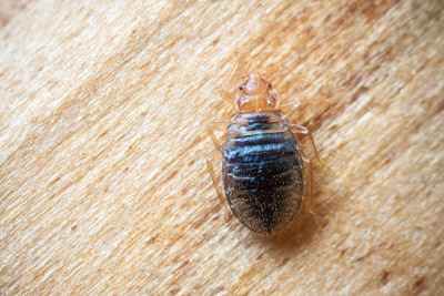 Bed Bug Prevention. Pest Control Inc. talks about what you can do while traveling this holiday season to help keep bed bugs out of your Las Vegas home.