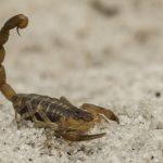 Scorpion on the ground. Pest Control Inc talks about the common winter invaders in Las Vegas NV.