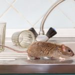 rat in kitchen. Pest Control Inc talks about the common winter invaders in Las Vegas NV.
