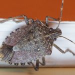 Stink bug up close. Pest Control Inc in Las Vegas talks about how much stink bugs, stink!