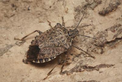 Stink bug outside. Pest Control Inc in Las Vegas talks about how much stink bugs, stink!