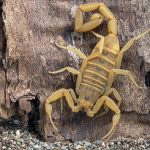 Bark Scorpion. Pest Control Inc. offer tips to help prevent scorpions in Las Vegas NV.