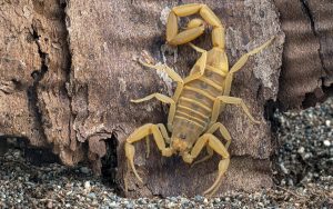 Bark Scorpion. Pest Control Inc. offer tips to help prevent scorpions in Las Vegas NV.