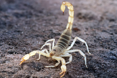Scorpion. Pest Control Inc. offers tips to help prevent scorpions in Las Vegas NV.