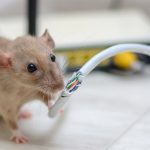 Mouse chewing on wire. Pest Control Inc in Las Vegas NV talks about the problems with mice.