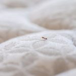 Bed bug up close. Pest Control Inc in Las Vegas NV talks about common winter invaders in Las Vegas. 