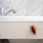 Cockroach on sink. Pest Control Inc in Las Vegas NV talks about common winter invaders in Las Vegas. 
