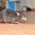Rodent eating. Pest Control Inc in Las Vegas NV talks about common winter invaders in Las Vegas. 