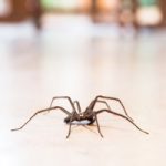 Common house spiders walking across the floor. Pest Control Inc in Las Vegas NV talks about common winter invaders in Las Vegas. 