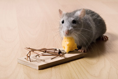 Rodent with cheese. Pest Control Inc in Las Vegas NV talks about the problems with mice.