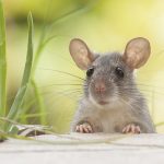 Mouse in tall grass. Pest Control Inc serving Las Vegas NV answers the question are you inviting rodents into your home, and offers tips to prevent a rodent infestation.
