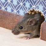 Pest Control Inc serving Las Vegas NV talks about the common DIY mouse control fails people make.