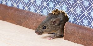 Pest Control Inc serving Las Vegas NV talks about the common DIY mouse control fails people make.