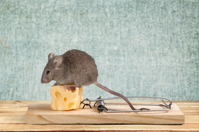 Pest Control Inc serving Las Vegas NV talks about the common DIY mouse control fails people make.