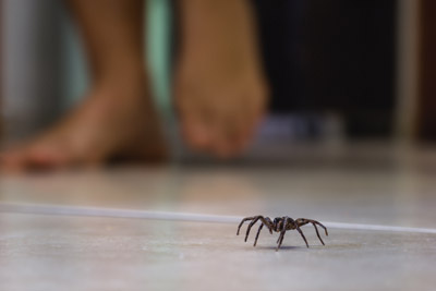 Person walking near spider. Pest Control Inc serving Las Vegas NV talks about the 4 facts you should know about pests.