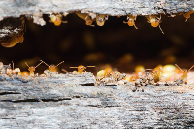 Termites in a wood log. Pest Control Inc serving Las Vegas NV talks about not letting termites get the best of you.