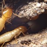 Termites in a wood log. Pest Control Inc serving Las Vegas NV talks about not letting termites get the best of you.