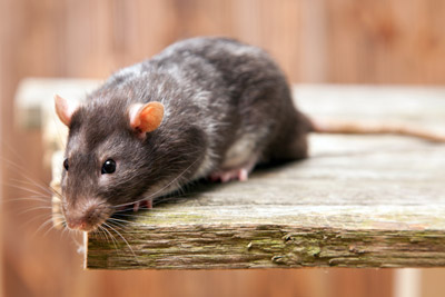 Rat on piece of wood. Pest Control Inc serving Las Vegas NV answers the question are you inviting rodents into your home, and offers tips to prevent a rodent infestation.