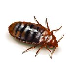 Bed bug. Pest Control Inc talks about the creepiest Las Vegas NV pests.