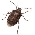 Assassin bug. Pest Control Inc talks about the creepiest Las Vegas NV pests.