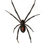 Black widow spider. Pest Control Inc talks about the creepiest Las Vegas NV pests.