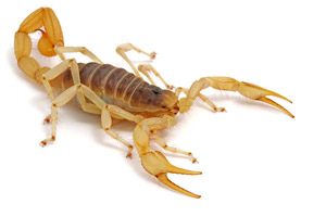 Desert hairy scorpion. Pest Control Inc talks about the creepiest Las Vegas NV pests.