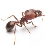 Fire ant. Pest Control Inc talks about the creepiest Las Vegas NV pests.