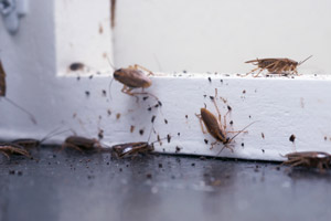 Swarm of cockroaches in home. Pest Control Inc serving Las Vegas NV asks if cockroaches are causing your asthma problems.