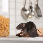 Rodent on kitchen counter. Pest Control Inc serving Las Vegas NV talks about the top signs you have a pest infestation.