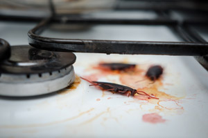 Cockroach on stove. Pest Control Inc serving Las Vegas NV talks about the top signs you have a pest infestation.