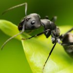 Ant resting on leaf. Pest Control Inc serving Las Vegas NV talks about what may be bugging you this spring.