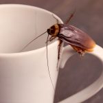 Cockroach climbing white mug. Pest Control Inc serving Las Vegas NV talks about 4 springtime pests in Las Vegas NV.