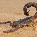 Thick tailed scorpion in desert. Pest Control Inc serving Las Vegas NV talks about 5 stinging insects Las Vegas residents should know about.