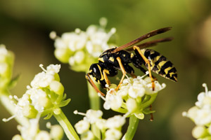 Wasp on plants. Pest Control Inc serving Las Vegas NV talks about what may be bugging you this spring. 
