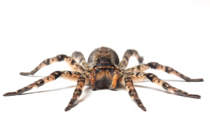 Wolf spider. Pest Control Inc talks about the creepiest Las Vegas NV pests.