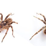 Wolf spiders. Pest Control Inc talks about the creepiest Las Vegas NV pests.