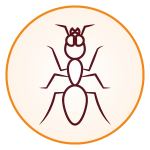 Ant control services in Las Vegas NV
