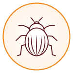 Bed bug control services in Las Vegas NV