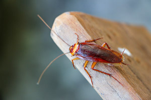 Cockroach on piece of wood. Pest Control Inc serving Las Vegas NV talks about how to get rid of cockroaches.