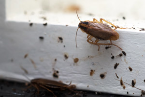 Cockroaches near window. Pest Control Inc serving Las Vegas NV talks about when to call a cockroach exterminator.