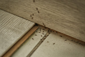 Colony of ants in home. Pest Control Inc. serving Las Vegas NV talks about when to call an ant exterminator.