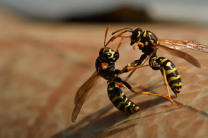 Two hornets fighting. Pest Control Inc. serving Henderson NV and Las Vegas NV talks about how to remove hornets.