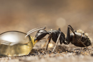 Macro shot of ant drinking. Pest Control Inc serving Las Vegas NV explains how to prevent ants.