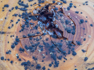 Up close look at bed bugs, bed bug eggs, bed bug feces, and bed bug casings. Pest Control Inc serving Las Vegas NV talks about signs of a bed bug infestation and signs you have bed bugs.