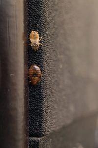 Up close shot of bed bug and shell. Pest Control Inc serving Las Vegas NV talks about when to call a bed bug exterminator.