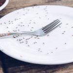 Ants swarming a plate. Pest Control Inc in Las Vegas NV talks about why ants are invading your Las Vegas home.