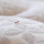 Bed bug on mattress. Pest Control Inc in Las Vegas NV talks about how bed bugs increase in Las Vegas despite pandemic.
