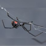Up close look at a black widow spider. Pest Control Inc serving Las Vegas NV talks about common spiders in Nevada.