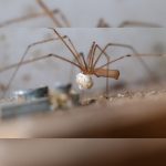 Up close look at spider. Pest Control Inc serving Las Vegas NV talks about common spiders in Nevada.