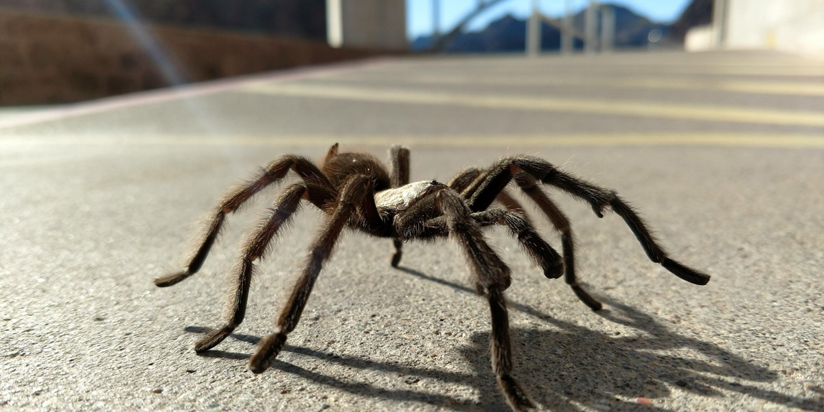 Common Spiders in Nevada Pest Control Inc Las Vegas NV